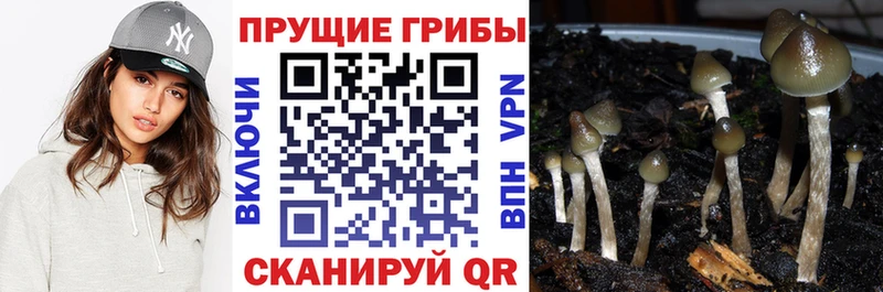 Псилоцибиновые грибы Cubensis  даркнет сайт  Новотроицк 